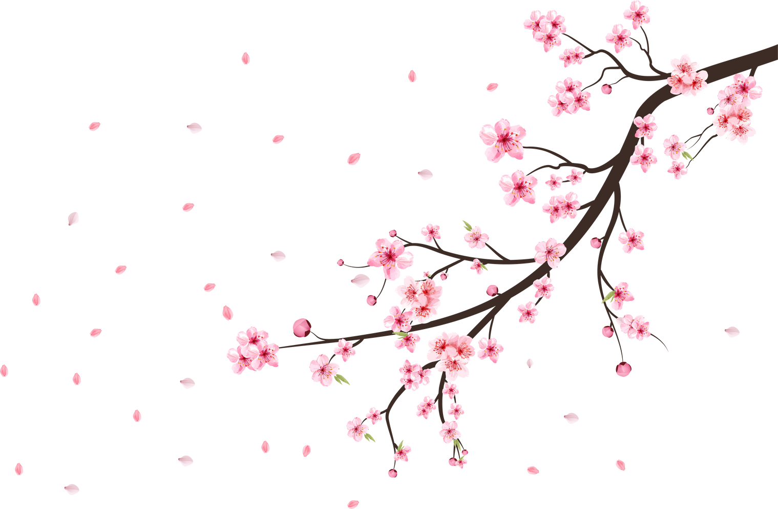 Cherry blossom flower blooming vector. Pink sakura flower background. Watercolor cherry blossom vector. Cherry blossom branch with sakura flower. Sakura on white background. Watercolor cherry bud.